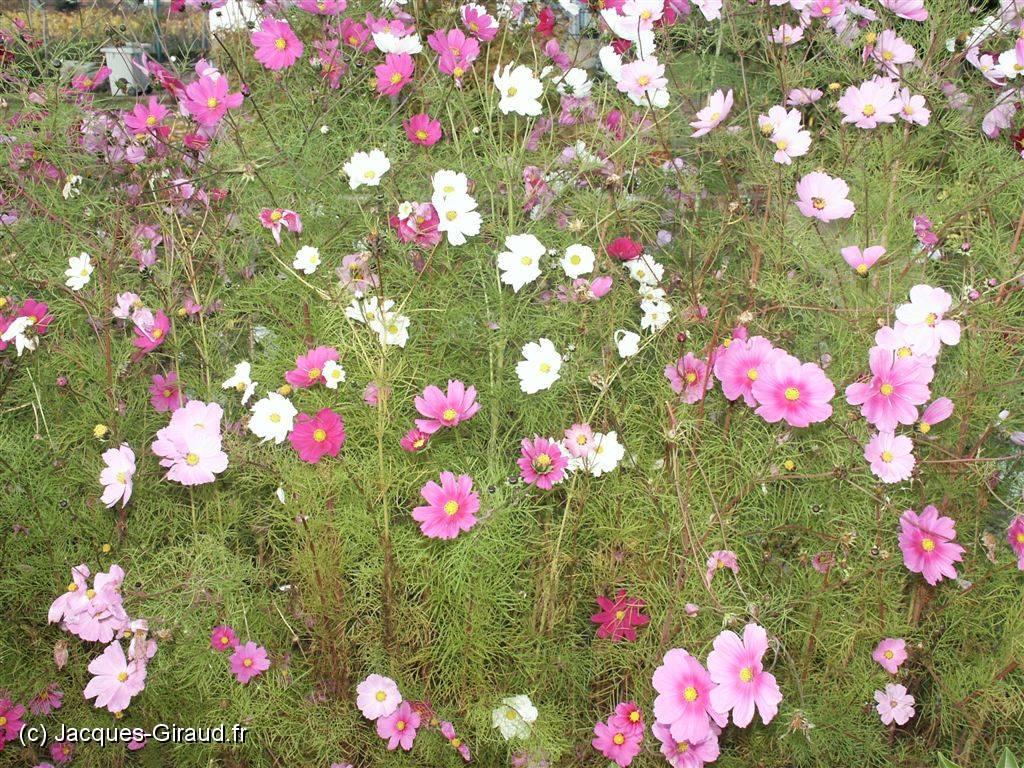 2005-11-01 16-25-58 Octobre 52,8mm 1_357_eme F4,5.JPG